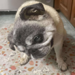 pug rescue