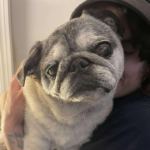 pug rescue