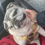 pug rescue