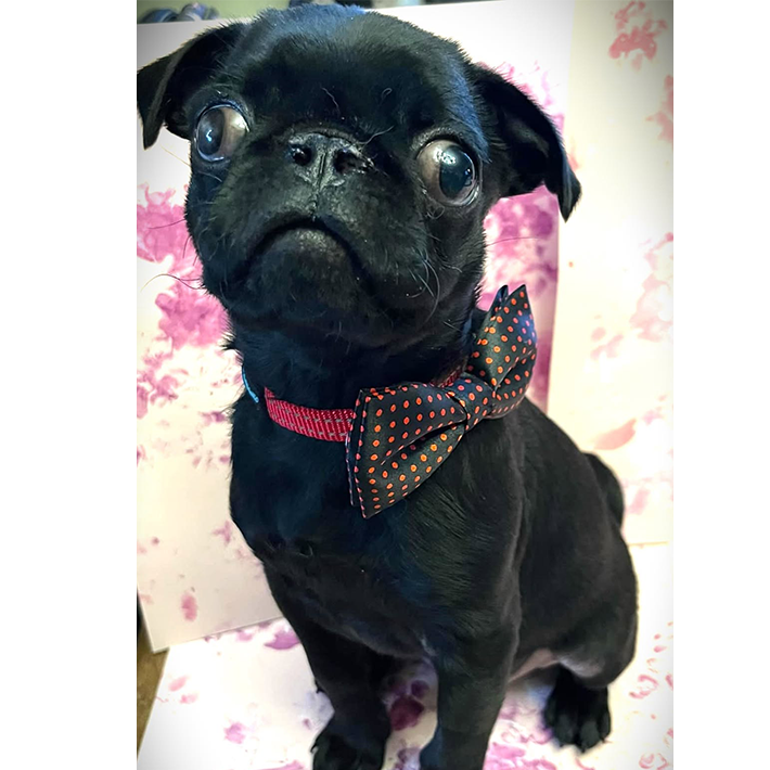 pug puppy for adoption