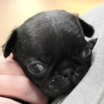 adoptable pug puppy