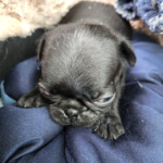 adoptable pug puppy