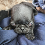 adoptable pug puppy