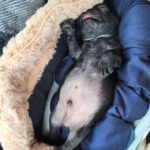 adoptable pug puppy