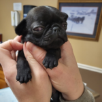 adoptable pug puppy