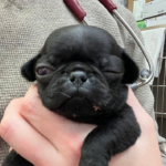 adoptable pug puppy