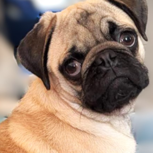 Adoptable pug puppy in Pennsylvania