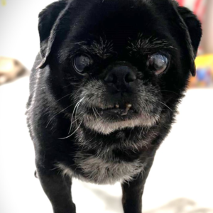 black pug for adoption