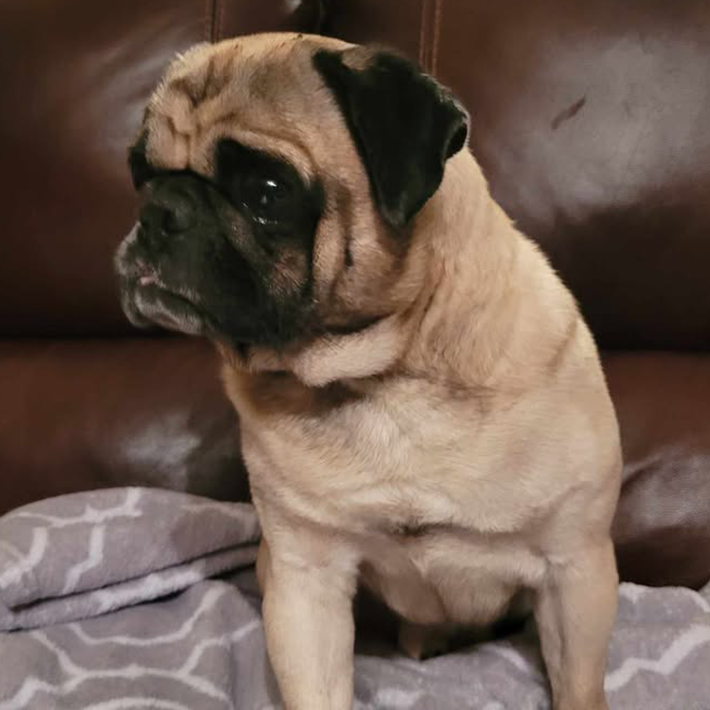 breeder surrender pug for adoption in pennsylvania