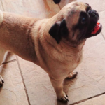 breeder surrender pug for adoption in pennsylvania