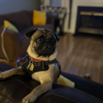 pug for adoption in maryland