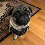 pug for adoption in maryland