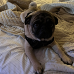 pug for adoption in maryland