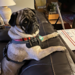 pug for adoption in maryland