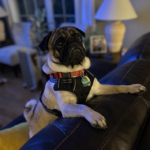 pug for adoption in maryland