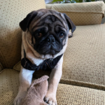 pug for adoption in maryland