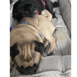 breeder surrender pug for adoption in pennsylvania