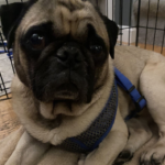 breeder surrender pug for adoption in pennsylvania