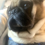 breeder surrender pug for adoption in pennsylvania