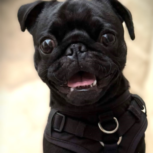 Adoptable black pug in D.C.