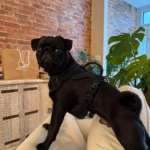 black pug for adoption in D.C.