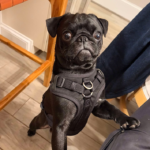 black pug for adoption in D.C.