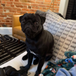 black pug for adoption in D.C.