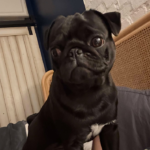 black pug for adoption in D.C.