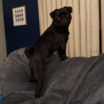 black pug for adoption in D.C.