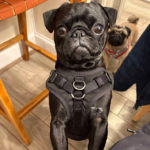 black pug for adoption in D.C.