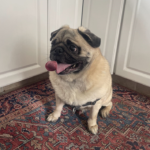 adopt a pug in pennsylvania