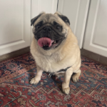 adopt a pug in pennsylvania