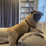 adopt a pug in pennsylvania