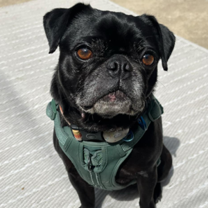 black pug for adoption in maryland