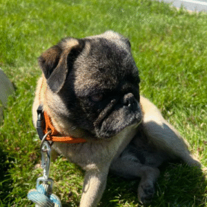 abandoned pug in new jersey