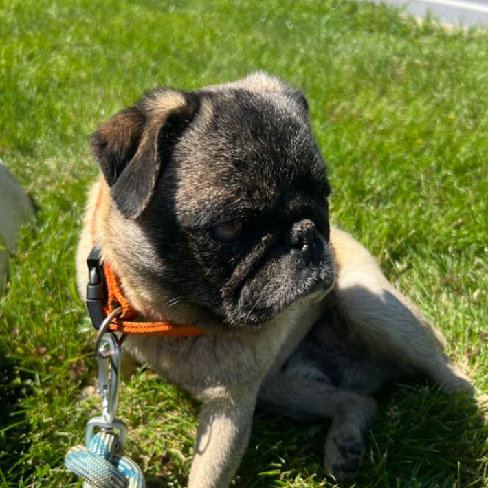 abandoned pug in new jersey