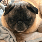 adoptable pug abandoned in new jersey