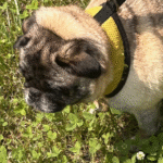 adoptable pug abandoned in new jersey