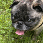 adoptable pug abandoned in new jersey