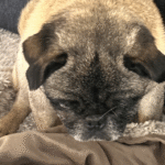 adoptable pug abandoned in new jersey
