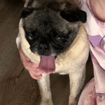 adoptable pug abandoned in new jersey