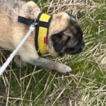 adoptable pug abandoned in new jersey