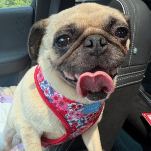 abandoned pug in pennsylvania