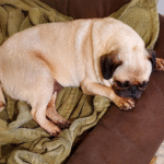 abandoned pug in pennsylvania