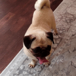 abandoned pug in pennsylvania
