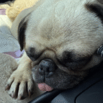 abandoned pug in pennsylvania