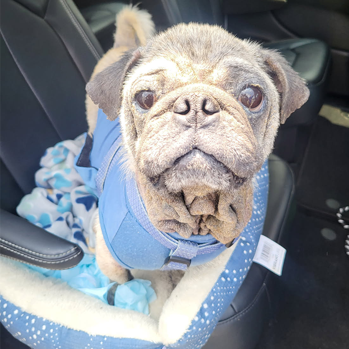 adoptable special needs pug Pennsylvania