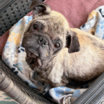 adoptable special needs pug Pennsylvania