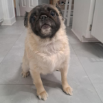 fawn pug Lilith Claire adult rescue dog