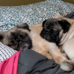 Lilith Claire adult pug available for adoption